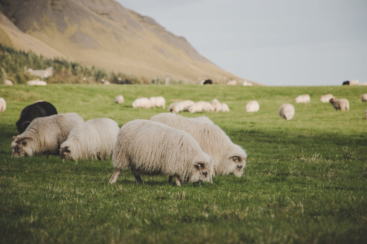 Vroege tekenen dat je schaap zich niet goed voelt