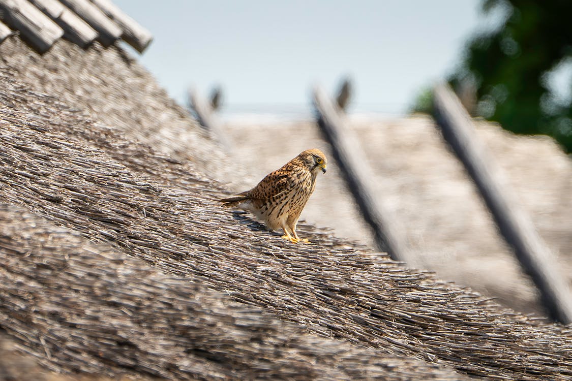 Zo los je daklekkage professioneel op