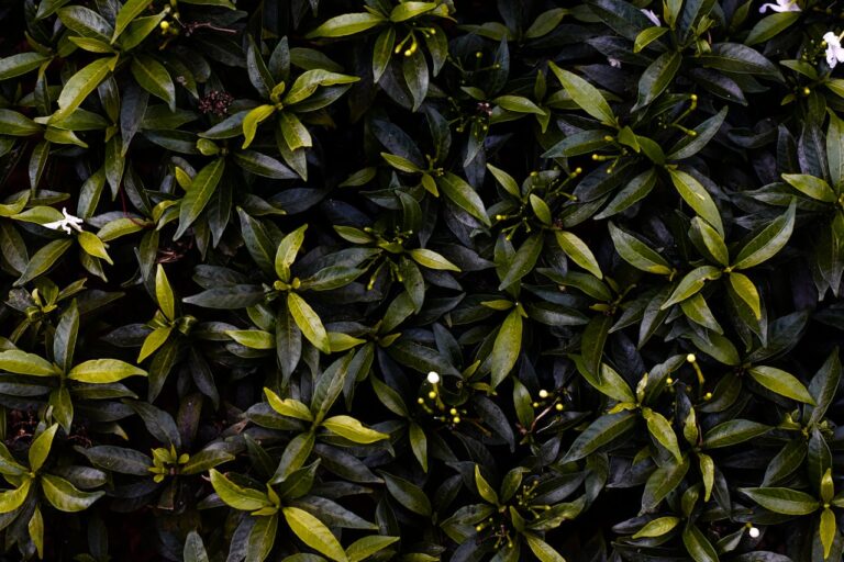 Wat is de realistische groeisnelheid van een taxushaag?